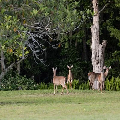 thumbnail for publication: How to Modify Habitat to Discourage Nuisance Wildlife in Your Yard